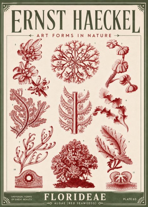 Ernst Haeckel Florideae (Red Seaweeds) No6 - Poszter