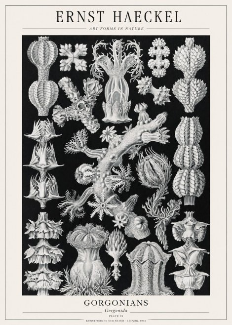 Ernst Haeckel Gorgonians No1 - Poszter
