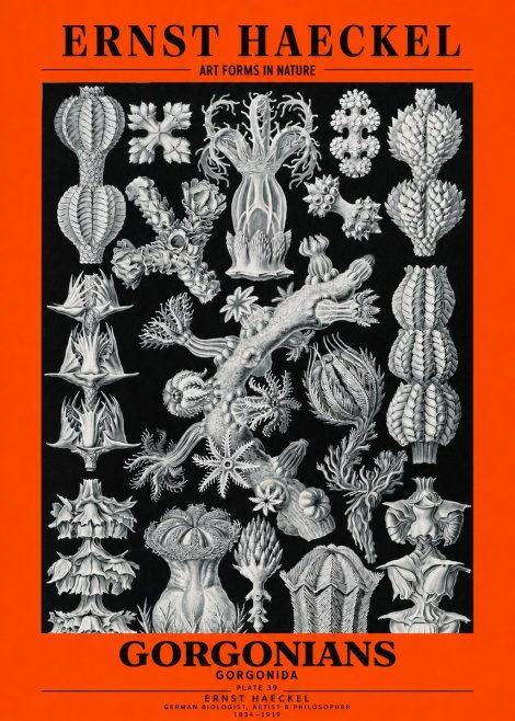 Ernst Haeckel Gorgonians No3 - Poszter