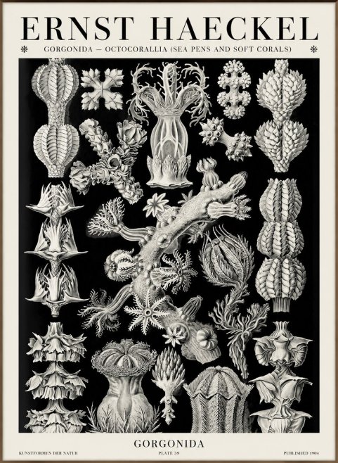 Ernst Haeckel Gorgonians No6 - Poszter