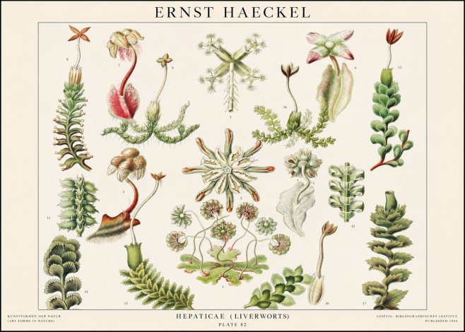 Ernst Haeckel Hepaticae (Liverworts) - Plate 82 No1 - Poszter