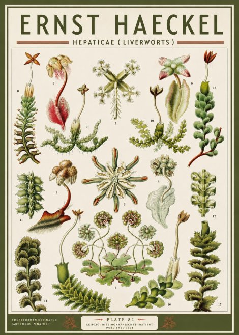 Ernst Haeckel Hepaticae (Liverworts) - Plate 82 No3 - Poszter