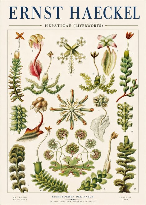 Ernst Haeckel Hepaticae (Liverworts) - Plate 82 No4 - Poszter