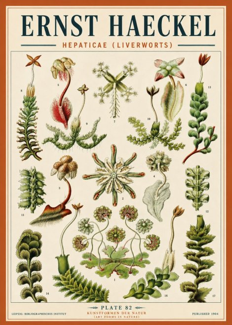 Ernst Haeckel Hepaticae (Liverworts) - Plate 82 No5 - Poszter