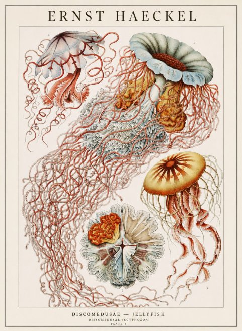 Ernst Haeckel Discomedusae — Jellyfish No1 - Poszter