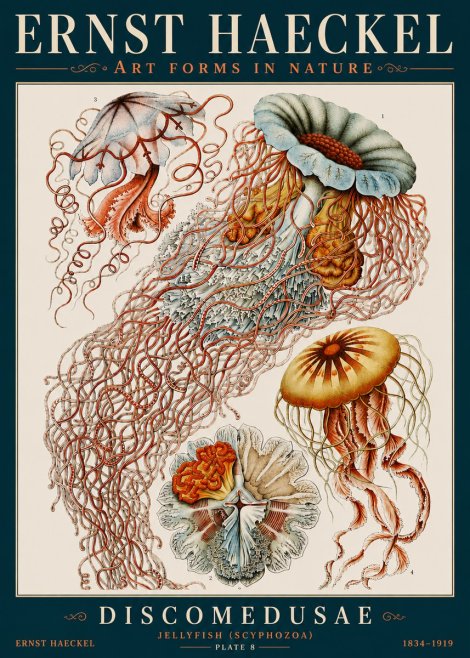 Ernst Haeckel Discomedusae — Jellyfish No4 - Poszter