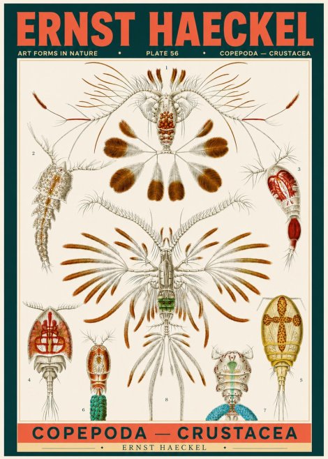 Ernst Haeckel Copepoda — Crustacea Plate 56 No2 - Poszter
