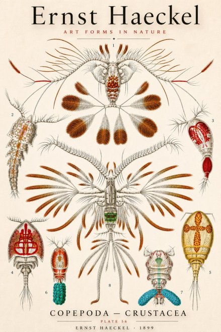 Ernst Haeckel Copepoda — Crustacea Plate 56 No3 - Poszter