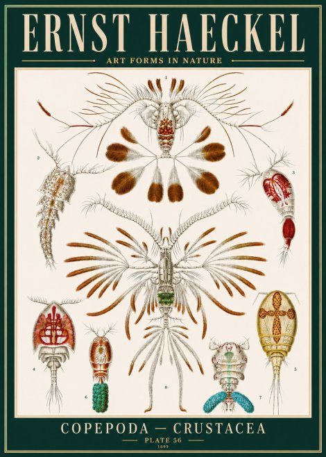 Ernst Haeckel Copepoda — Crustacea Plate 56 No4 - Poszter