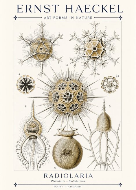 Ernst Haeckel Radiolaria - Plate 1 - Ciregonia No1 - Poszter