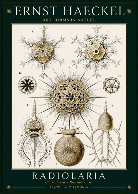 Ernst Haeckel Radiolaria - Plate 1 - Ciregonia No3 - Poszter
