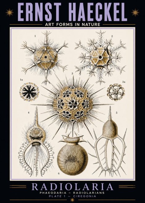 Ernst Haeckel Radiolaria - Plate 1 - Ciregonia No5 - Poszter