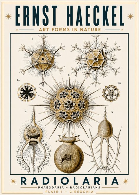 Ernst Haeckel Radiolaria - Plate 1 - Ciregonia No6 - Poszter