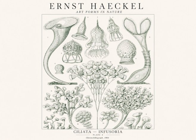 Ernst Haeckel Ciliata - Infusoria - Plate 3 No1 - Poszter