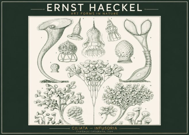 Ernst Haeckel Ciliata - Infusoria - Plate 3 No2 - Poszter