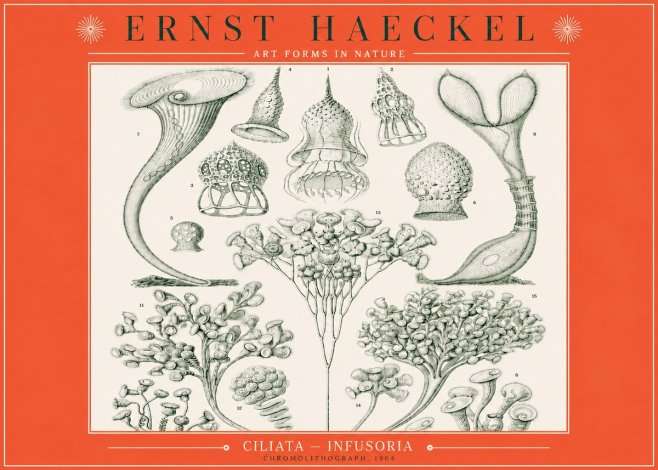 Ernst Haeckel Ciliata - Infusoria - Plate 3 No3 - Poszter