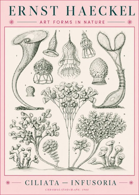 Ernst Haeckel Ciliata - Infusoria - Plate 3 No5 - Poszter