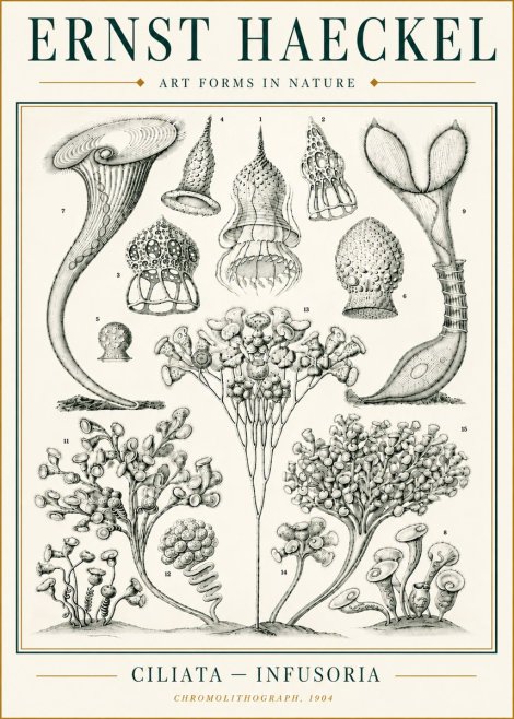 Ernst Haeckel Ciliata - Infusoria - Plate 3 No6 - Poszter