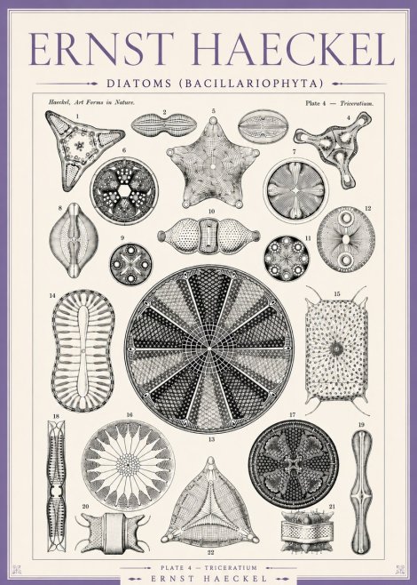 Ernst Haeckel Diatoms (Bacillariophyta) Plate 4 – Triceratium No3 - Poszter
