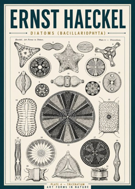 Ernst Haeckel Diatoms (Bacillariophyta) Plate 4 – Triceratium No5 - Poszter