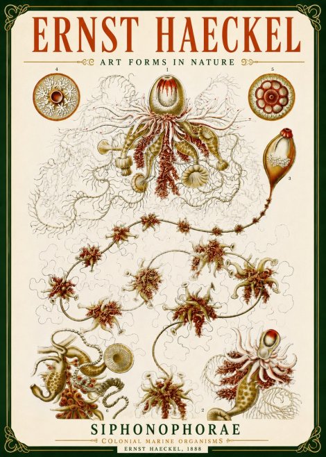 Ernst Haeckel Siphonophorae No5 - Poszter
