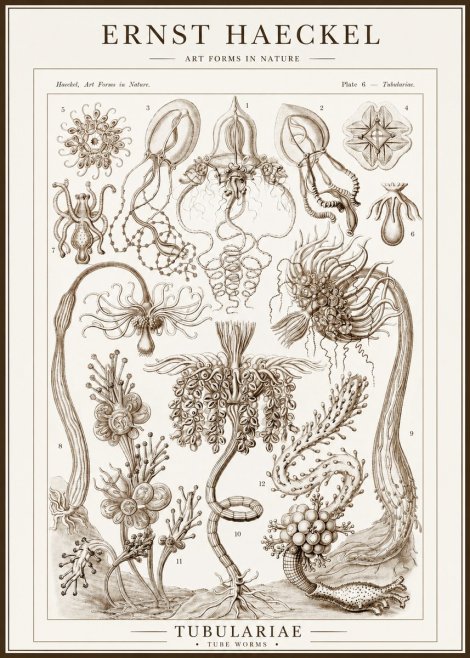 Ernst Haeckel Tubulariae No1 - Poszter
