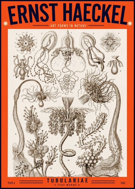 Ernst Haeckel Tubulariae No2 - Poszter