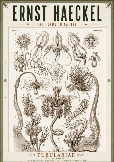 Ernst Haeckel Tubulariae No5 - Poszter