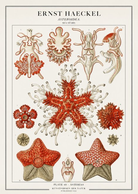 Ernst Haeckel Asteroidea. Sea Stars No1 - Poszter