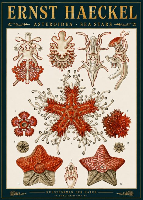 Ernst Haeckel Asteroidea. Sea Stars No6 - Poszter