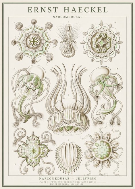Ernst Haeckel Narcomedusae - Jellyfish No1 - Poszter