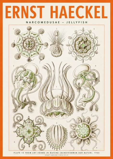 Ernst Haeckel Narcomedusae - Jellyfish No2 - Poszter