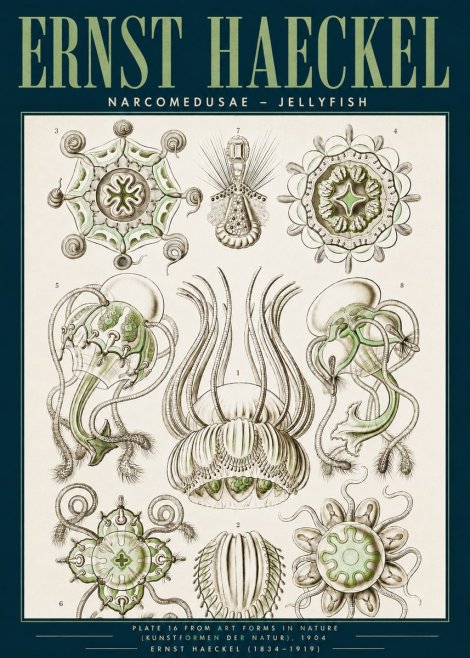 Ernst Haeckel Narcomedusae - Jellyfish No3 - Poszter