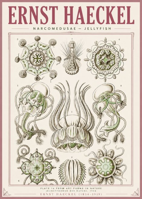 Ernst Haeckel Narcomedusae - Jellyfish No4 - Poszter