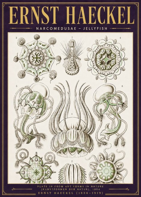 Ernst Haeckel Narcomedusae - Jellyfish No6 - Poszter