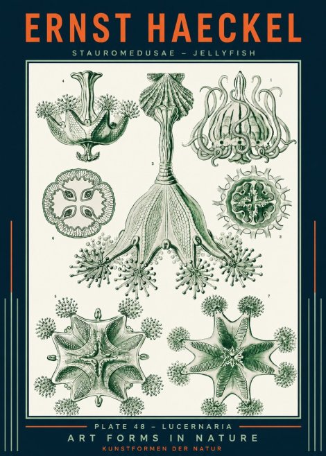Ernst Haeckel Stauromedusae – Jellyfish No2 - Poszter