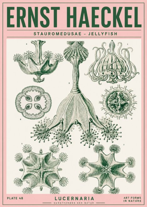 Ernst Haeckel Stauromedusae – Jellyfish No4 - Poszter