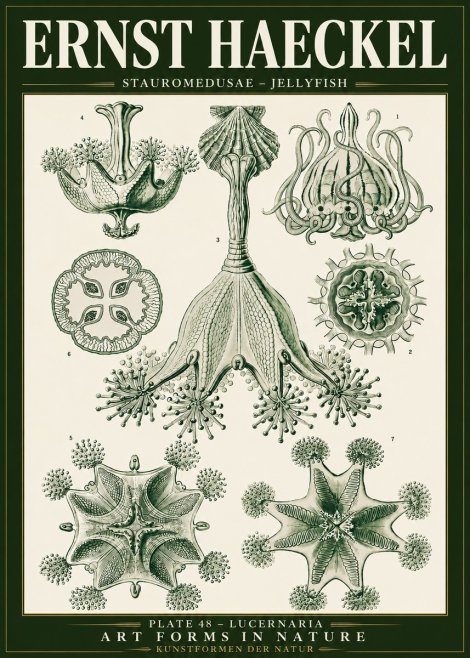 Ernst Haeckel Stauromedusae – Jellyfish No5 - Poszter