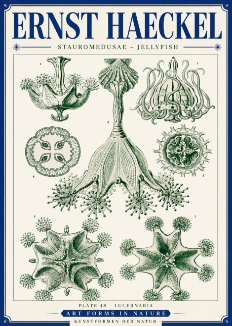 Ernst Haeckel Stauromedusae – Jellyfish No6 - Poszter