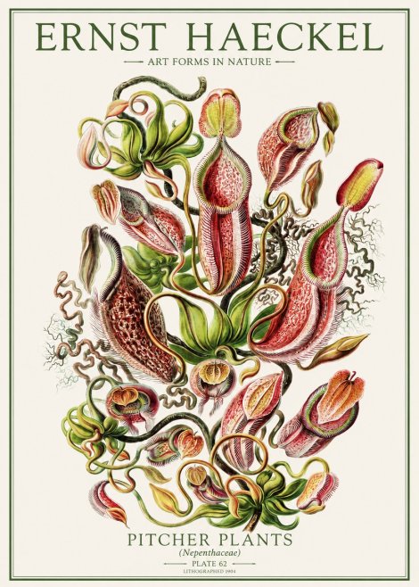 Ernst Haeckel Pitcher Plants No1 - Poszter