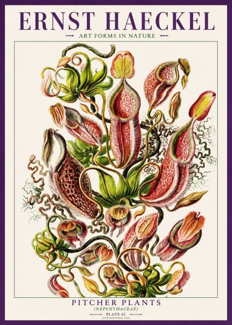 Ernst Haeckel Pitcher Plants No3 - Poszter