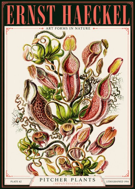 Ernst Haeckel Pitcher Plants No4 - Poszter