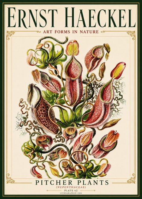 Ernst Haeckel Pitcher Plants No6 - Poszter
