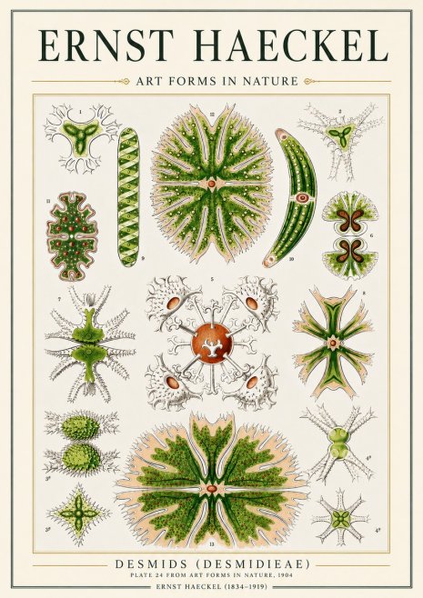 Ernst Haeckel Desmids (Desmidieae) No3 - Poszter