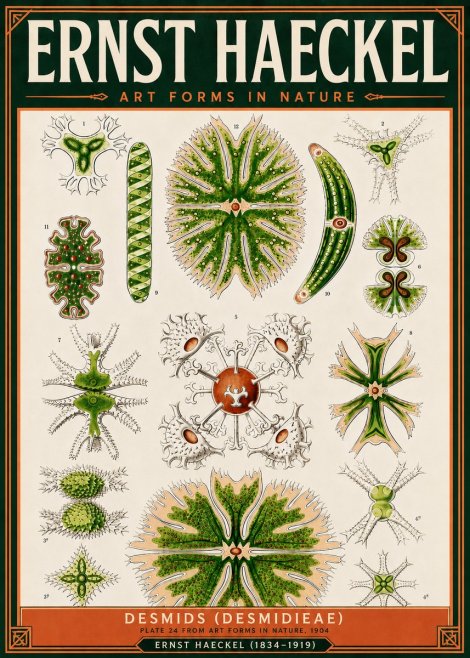 Ernst Haeckel Desmids (Desmidieae) No5 - Poszter