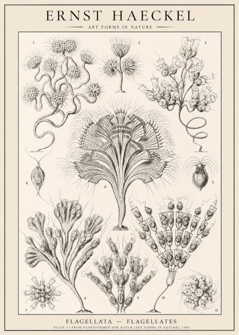 Ernst Haeckel Flagellata - Flagellates No1 - Poszter