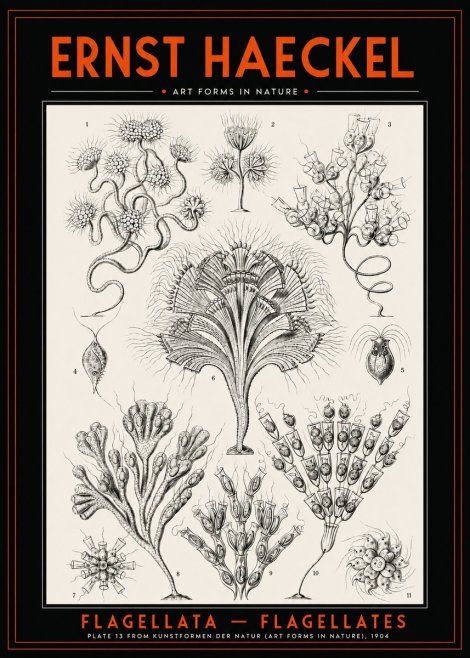 Ernst Haeckel Flagellata - Flagellates No2 - Poszter