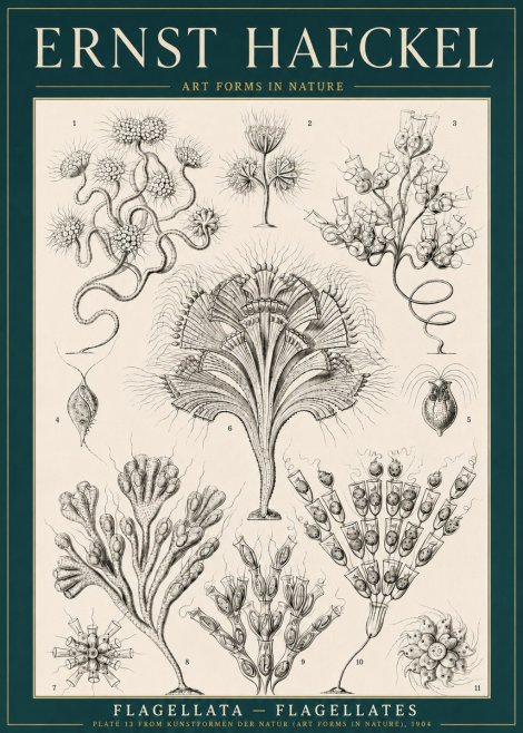 Ernst Haeckel Flagellata - Flagellates No3 - Poszter