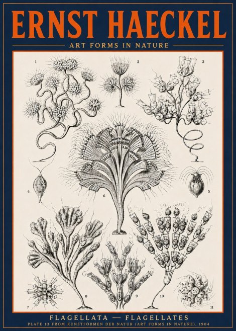Ernst Haeckel Flagellata - Flagellates No6 - Poszter