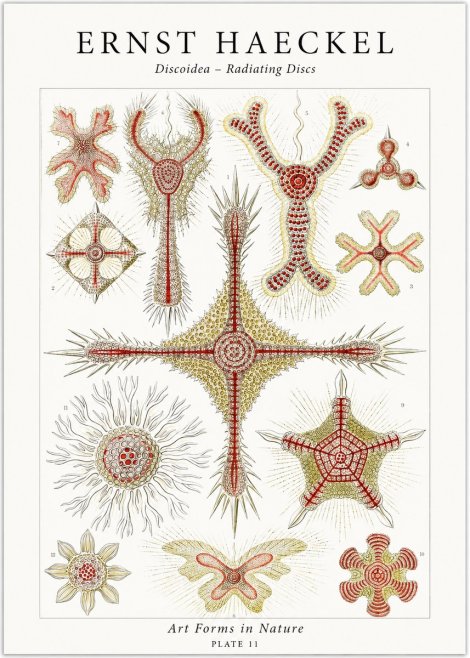 Ernst Haeckel Discoidea – Radiating Discs No1 - Poszter